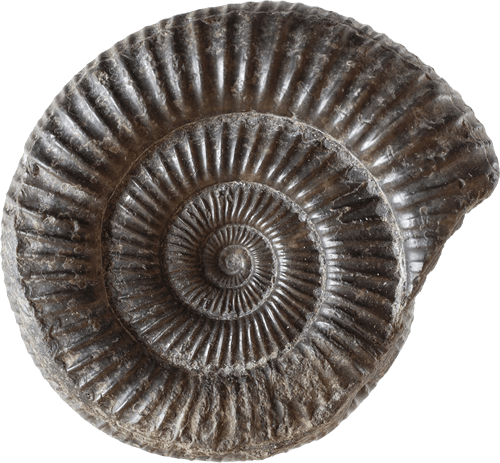 Ammonite, X104.2017